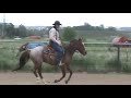 Click here to watch this video Scooter trained and ridden by Lamoyn Thorkelson