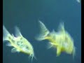 Puesta de Coridoras paleatus