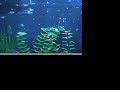 baby guppies baby guppies