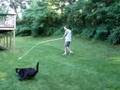 Willy Moo plays with his new flirt pole