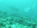 Lankan Manta Point