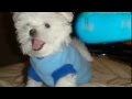 videos de Martin - Perro Maltés