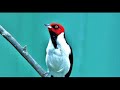 A. Vivaldi: RV 335 / The Cuckoo [Il Cucù] - Concerto for violin, strings & b.c. in A major