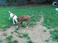 Sweetie and Magnum rough house