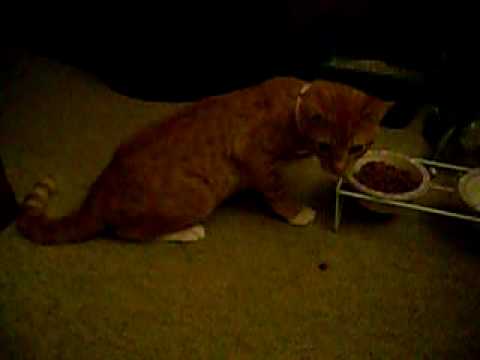 Drunk Kitty