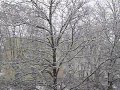 Winter 2010 in Deutschland, Mannheim-Vogelstang