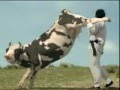 sapi vs manusia