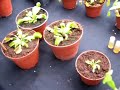 Plantas Tianguis Cultural