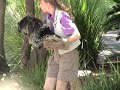 Meet the N. American Porcupine @ Six Flags Discovery Kingdom