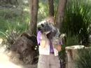 Meet the N. American Porcupine @ Six Flags Discovery Kingdom