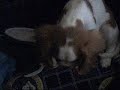 Vayko le Cavalier King Charles