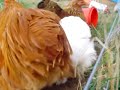 Pekin Bantams! Pekin Bantams!