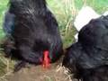 Pekin Bantams!