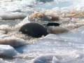 Animal Olympians: Diving