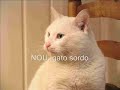 animales discapacitados   groups msn com/perrosaragoneses/