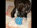 animales discapacitados   groups msn com/perrosaragoneses/