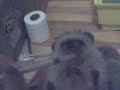 Hedgehog Taking Medicine