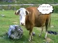 Vaca baligoasa