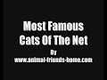 Most Famous Cats Of The Net