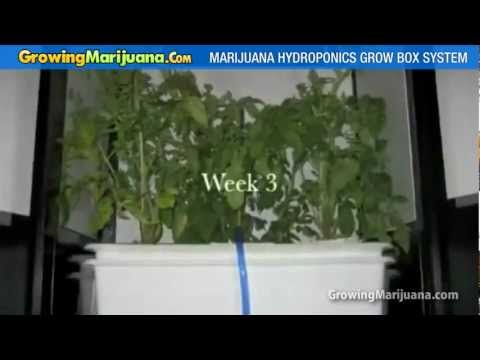 how to grow weed without equipment
