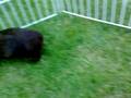 videos de Cavia's op vakantie!!