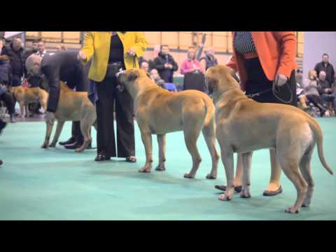 bullmastiff