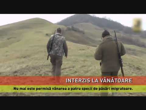 Decizie în Justiție, care interzice vânarea a patru specii de păsări
