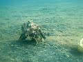 The Incredible Walking Octopus