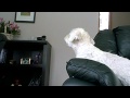 Cockapoo