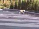 skater dog perro patinador