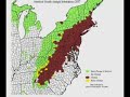 we focus on a disease affecting the eastern hemlock tree. we travel to blanton forest in harlan county with merril flanary of the kentucky natural lands trust. there, we get a close up look at the problem, treatment options and the insect -- the hemlock woolly adelgid -- devastating the indigenous evergreens.