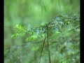 Hemlock Disease