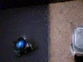 rat playing with a robot rat playing with a robot