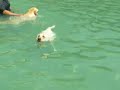 Bosco swimming