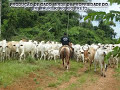 Invas�o indigena