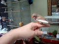 Evander the tame zebra finch says hi Evander the tame zebra finch says hi