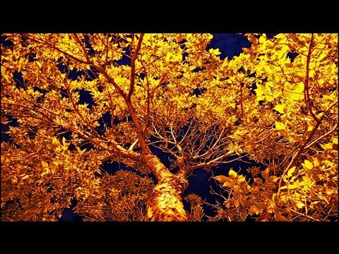 how to draw eucalyptus leaves