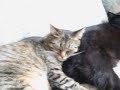 Save a paw--DON\