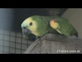 Aves de Brasil