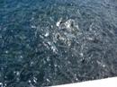 The lovely horror of fish hatcheries, Part One