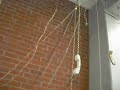 CottonCallWaiting.mov