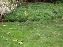 ninja squirrel