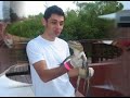 la cancion del cocodrilo