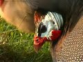 Guinea Fowl with 26 Keets on Free Range