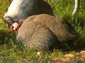 This is a mated pair of domestic Guinea Fowl... the female is a Lavender and the Mail is a Pearl Gray.  Guineas are collective nesters, many will contribute eggs and one will sit.  This mother is not the true mother of any of these keets.  It just happened that she brooded the eggs.  She went a few hundred yards away, hatched her brood, then brought them home.  The male left her alone each night during the 28 day incubation period, rejoining her each morning.  Guinea fowl are very much in demand for pest bug control... they are avid tick hunters and also clean up on Japanese Beetles that are in their reach. You can hear chickens in the background.  The Guineas actually roost with the chickens.  We have a flock of 24 Guineas.
