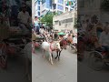 রাজধানীতে আর্জেন্টাইন সমর্থকদের শোভাযাত্রা