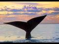 Sereia ou Baleia?