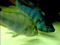 Haplochromis nubilus - mrest Haplochromis nubilus - mrest
