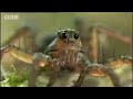 Sir David Attenborough introduces the amazing world of insects and all other small animals that shape our planet and colonise the world. Truly breathtaking video images from BBC wildlife show 'Life in the Undergrowth'.