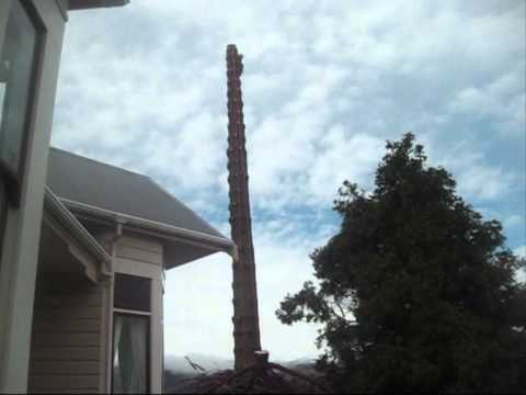 how to replant a monkey puzzle tree
